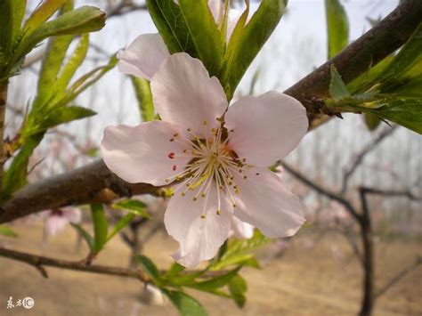 如何斬斷爛桃花|【如何斬斷爛桃花】斬斷爛桃花指南：玄學、風水與招數大公開！。